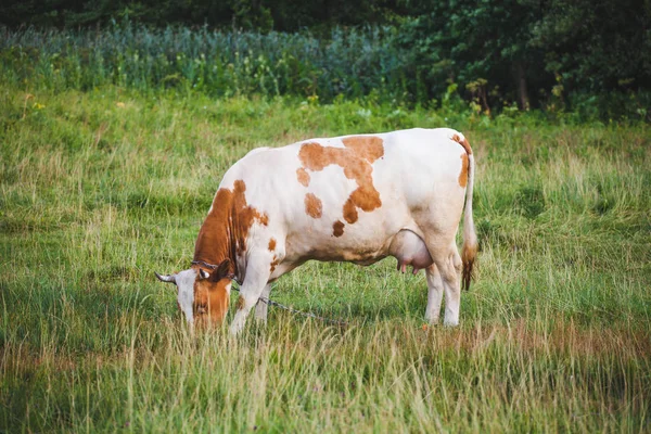 La vache broute le pâturage printanier, gros plan — Photo