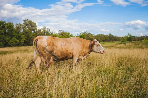 Vaches au champ vert d'été avec un beau ciel bleu avec des nuages — Photo