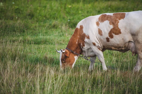 La vache broute le pâturage printanier, gros plan — Photo