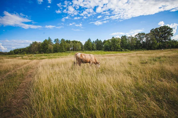 Αγελάδες στο καλοκαιρινό πράσινο χωράφι με έναν όμορφο γαλάζιο ουρανό με σύννεφα — Φωτογραφία Αρχείου