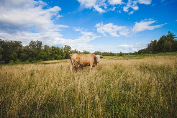 Αγελάδες στο καλοκαιρινό πράσινο χωράφι με έναν όμορφο γαλάζιο ουρανό με σύννεφα — Φωτογραφία Αρχείου