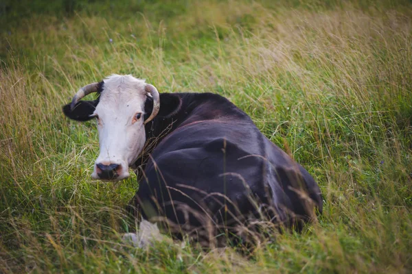Vaca está pastando o pasto de primavera, close-up . — Fotografia de Stock