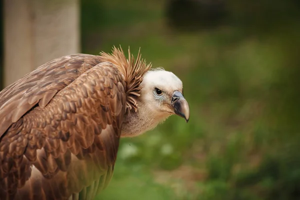Percnoptère Egypte Neophron Percnopterus Est Oiseau Petit