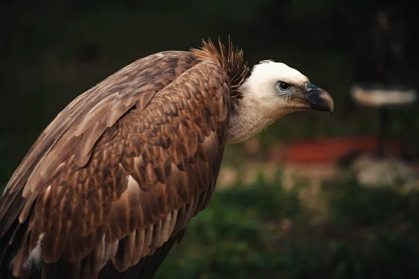 A cara de perto parece um abutre. Aves de rapina scavenger close-up — Fotografia de Stock