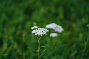 Çayır üst görünümünde birçok beyaz papatyalar, birkaç Kuş bakışı Hız da görülebilir