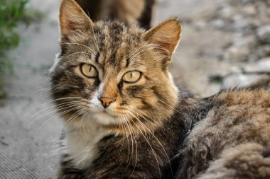 Bir kedi portresi. kedi yolda yakın yüz