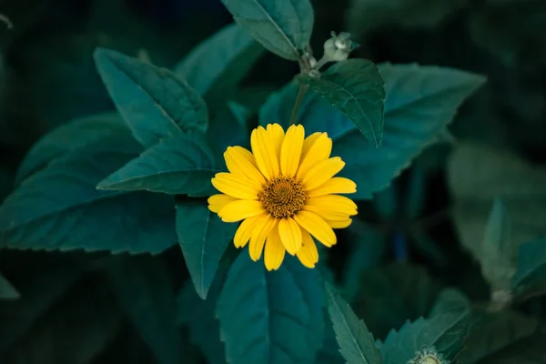 Flor amarilla follaje de primer plano en el fondo — Foto de Stock