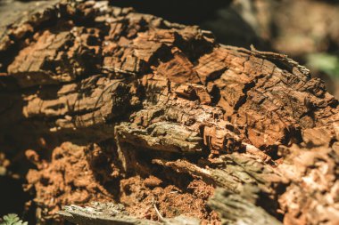 ormanın ortasında yatan eski bir çürüyen ağaç