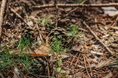 ormanın ortasında yatan eski bir çürüyen ağaç