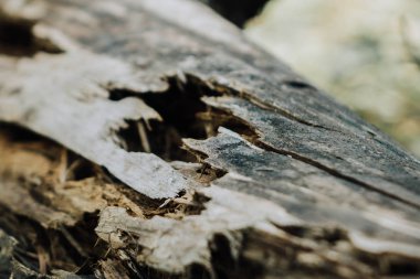 ormanın ortasında yatan eski bir çürüyen ağaç