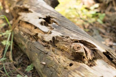 ormanın ortasında yatan eski bir çürüyen ağaç