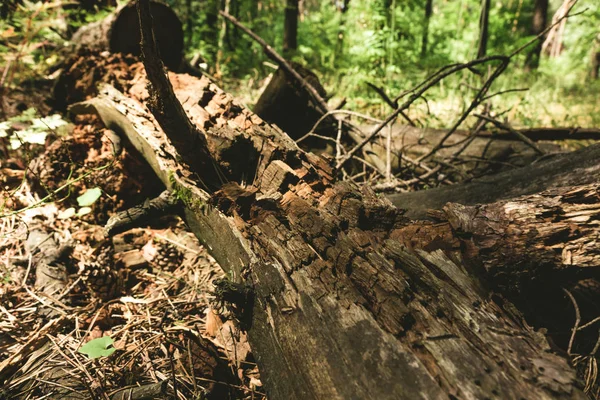 Un viejo árbol podrido yaciendo en medio del bosque — Foto de Stock