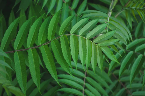 Macro Foto de pétalas de samambaia verde. A samambaia de fábrica floresceu. Samambaia no fundo de plantas verdes. — Fotografia de Stock