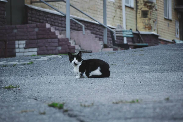 Hemlösa svart och vit katt med gula ögon sitter på trottoaren. — Stockfoto