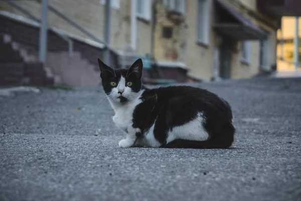 Chat noir et blanc sans abri aux yeux jaunes assis sur le trottoir . — Photo