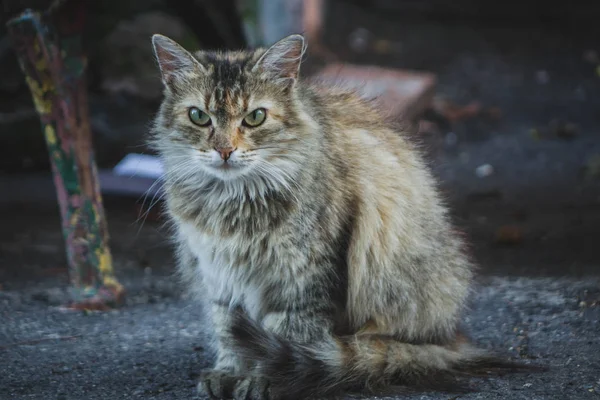 카메라를 보고 거리에서 아스팔트에 앉아 화가 고양이. — 스톡 사진