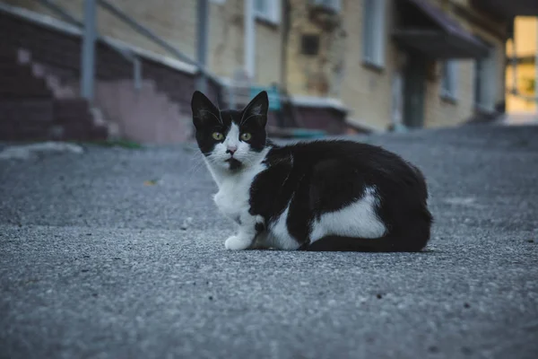 Gato blanco y negro sin hogar con ojos amarillos sentado en el pavimento . —  Fotos de Stock