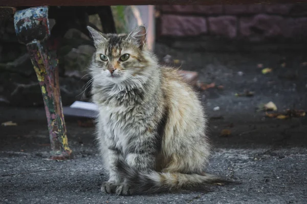 카메라를 보고 거리에서 아스팔트에 앉아 화가 고양이. — 스톡 사진