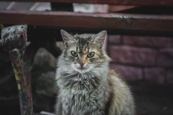 Gato enojado sentado en el asfalto en la calle mirando a la cámara . — Foto de Stock