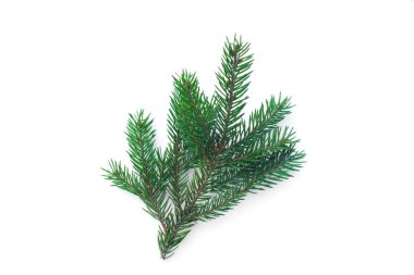 Beyaz arka plan üzerinde Doğa Ağaç köknar