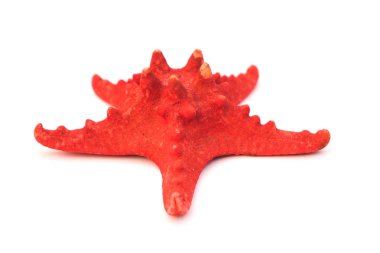 Beyaz arka plan üzerinde izole kırmızı deniz yıldızı