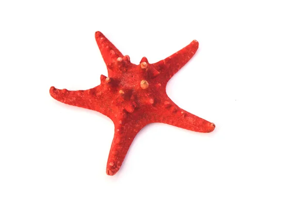 Estrella de mar roja aislada sobre fondo blanco — Foto de Stock