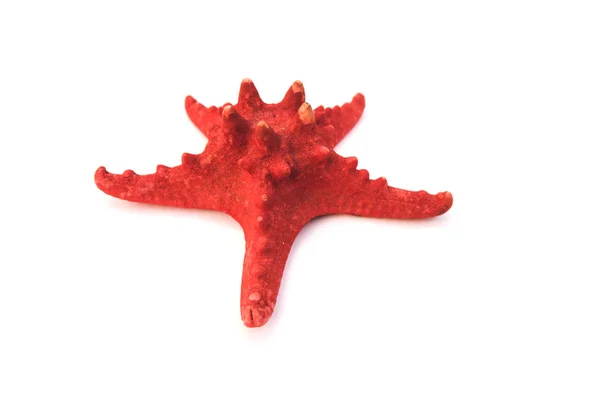 Красная морская звезда на белом фоне — стоковое фото