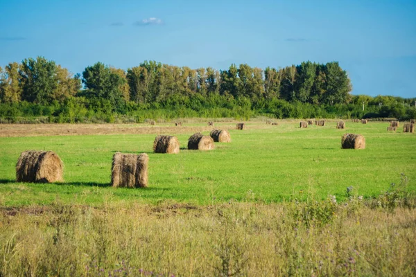 Szénakazalban fekvő között a zöld mező és a kék ég — Stock Fotó