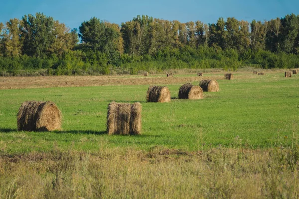 Szénakazalban fekvő között a zöld mező és a kék ég — Stock Fotó