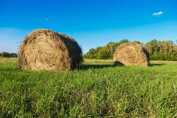 Haystacks on a Sunny summer day with a cloudless sky — Stock Photo, Image