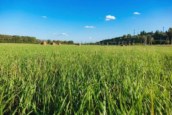 Sena ležící mezi zeleným polem a modrým nebem — Stock fotografie
