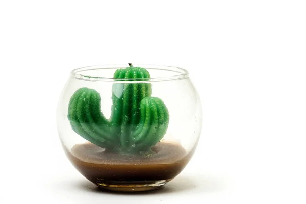 Grüne Kaktuskerze mit weißem Hintergrund — Stockfoto
