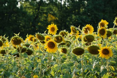 Bulutlu mavi gökyüzü olan ayçiçeği tarlası