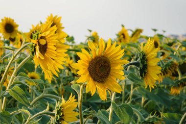 Bulutlu mavi gökyüzü olan ayçiçeği tarlası