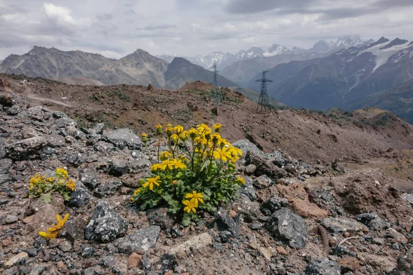 Flores amarillas solitarias en lo alto de las montañas — Foto de Stock