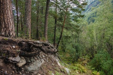dağlık bir alanda yoğun bir ormanda uçurum