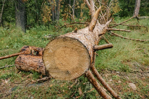 Büyük bir çam ağacı ormanda düştü yatıyor. — Stok fotoğraf