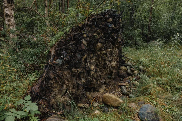 Les racines d'un arbre arraché du sol — Photo