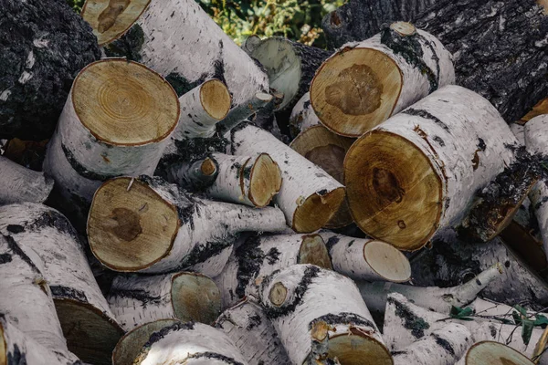 森の中の白樺の丸太の大きな株、クローズアップ — ストック写真