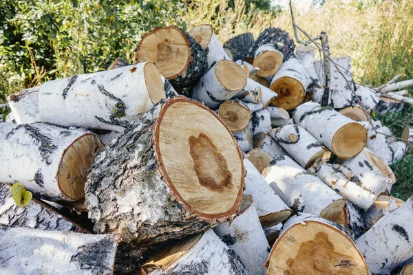 Ormanda huş günlükleri büyük stokları, yakın çekim — Stok fotoğraf