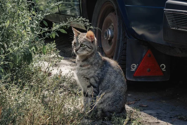 Gray cat on the street look in side. — Stock Photo, Image