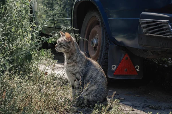 회색 고양이에 거리 모습 에 측면. — 스톡 사진
