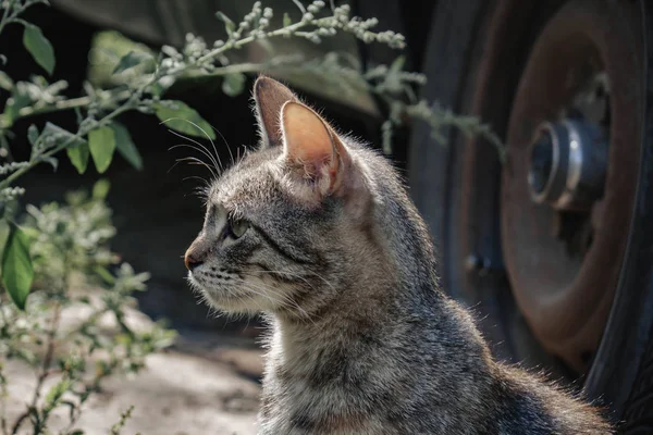 Gato gris en la calle mirar en lado — Foto de Stock