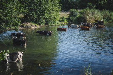 küçük bir nehir yakınındaki bir sulama yerinde sürü