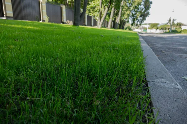 evin bahçesinde taze, pürüzsüz yeşil çim