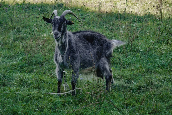 Siyah keçiler dışarıda. Tarlada keçi.