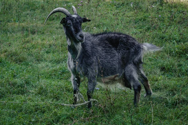 Siyah keçiler dışarıda. Tarlada keçi.