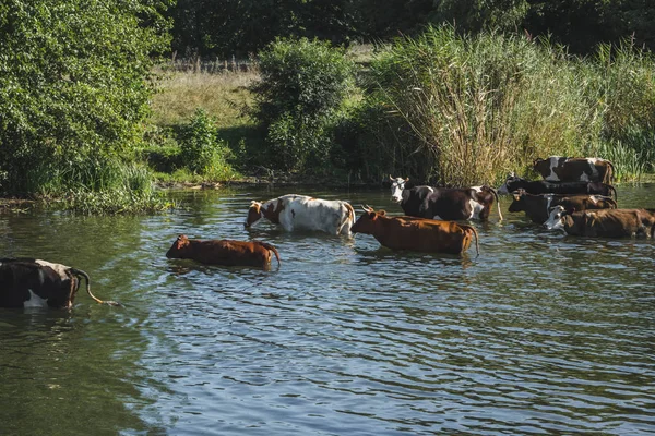 küçük bir nehir yakınındaki bir sulama yerinde sürü