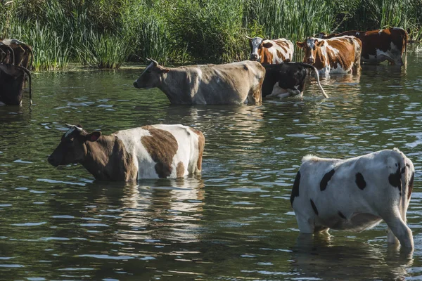 küçük bir nehir yakınındaki bir sulama yerinde sürü