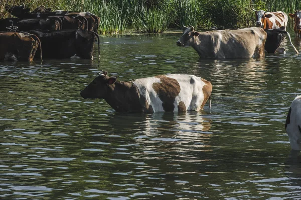 küçük bir nehir yakınındaki bir sulama yerinde sürü